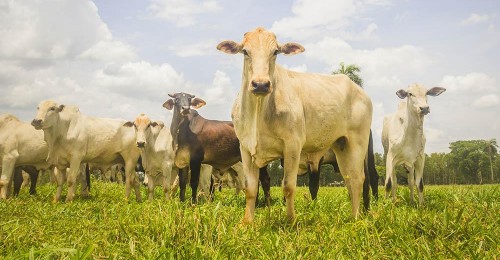 Agropecuária e sustentabilidade